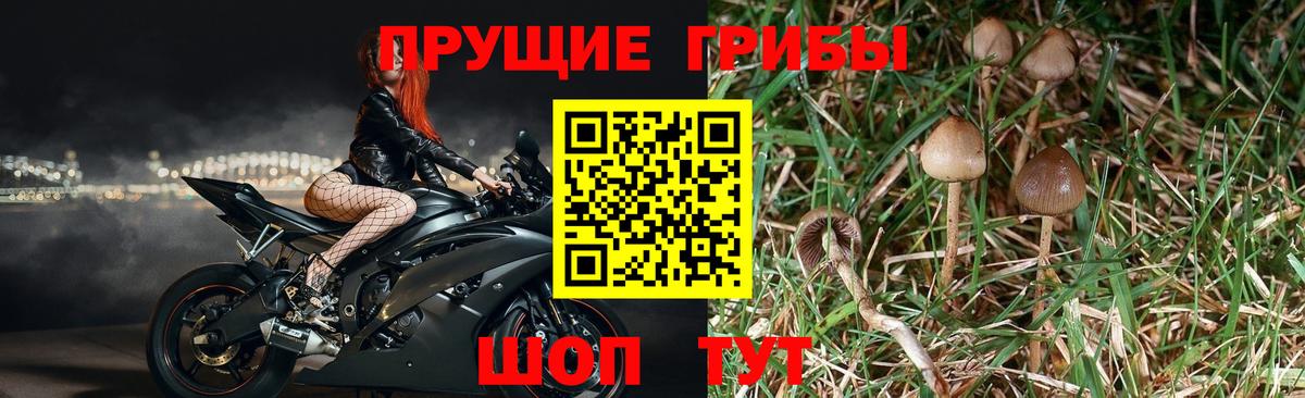 Галлюциногенные грибы Cubensis  Вход с VPN  Советск 